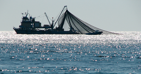 a fishing vessel engaged in the commercial fishing method of bottom trawling, in which nets are dragged along the ocean floor
