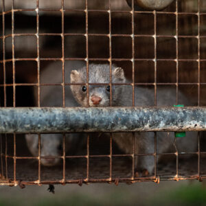 Two minks in a cage in a fur farm in Italy.