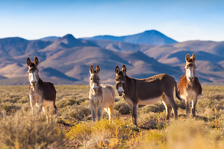 group of burros in the wild