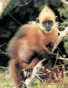 a Cat Ba (Golden headed) Langur