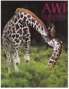 two young Rothschild's Giraffes poking up above the bushes