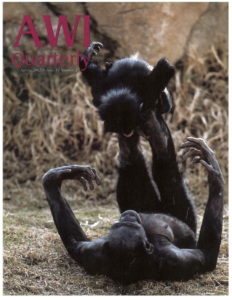 a mother and baby bonobo playing what humans know as the "airplane" game, in which a parent holds the child aloft on his or her feet as though the child is soaring through the air