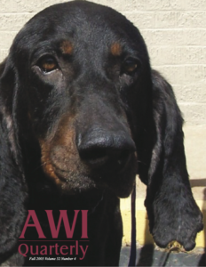 a Black and Tan Coonhound, seized from the premises of random source animal dealer, will be treated and adopted