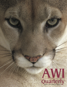 a close up of a cougar's face