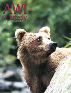 a brown bear stands at a wooded river's edge in Alaska