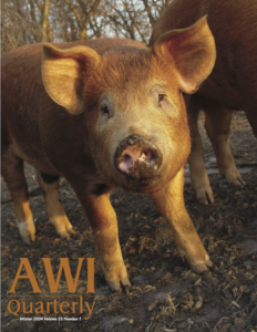 a young gilt on a Minnesota farm momentarily interrupts rooting for morsels with her companion to gaze at the camera