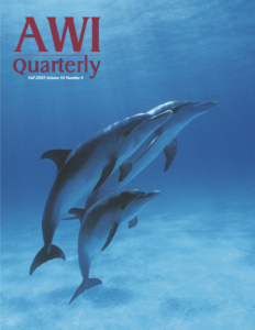 a trio of Atlantic spotted dolphins in the Bahamas