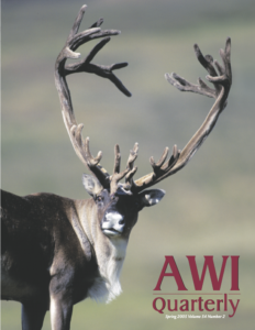 a barren ground caribou