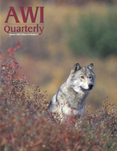 a Toklat wolf sits amongst brush in Alaska’s Denali National Park