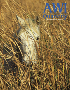 a wild horse stands amongst tall vegetation