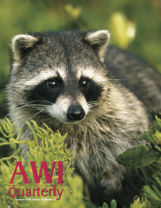 a raccoon stands amongst green foliage