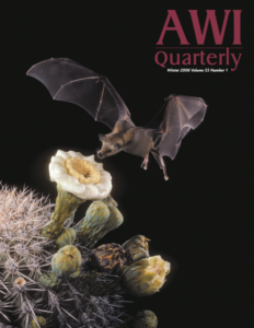 a long-nosed bat is captured feeding on a night-blooming cactus flower