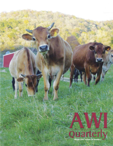 Young Jersey cattle graze on lush pastures at the Cates Family Farm in Wisconsin