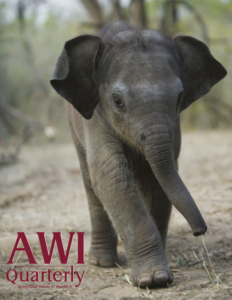 A 4-week-old Asian elephant calf walks in dry field in India