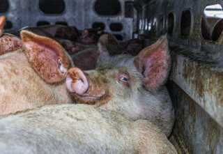 a pig in a crowded trailer looks into camera