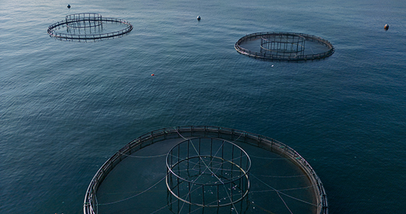 Net-pen farming