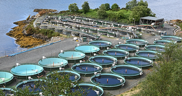 Land-based Atlantic salmon farm