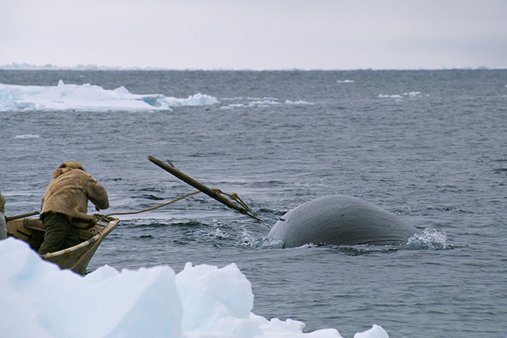 a whale is harpooned from a small boat