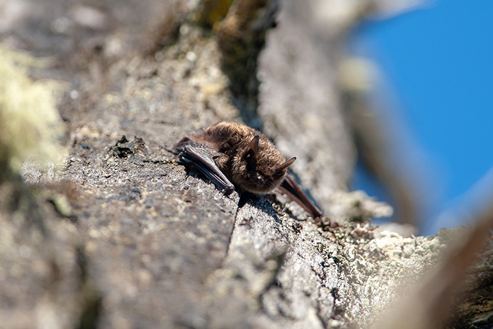 tiny bat clinging to cliff face