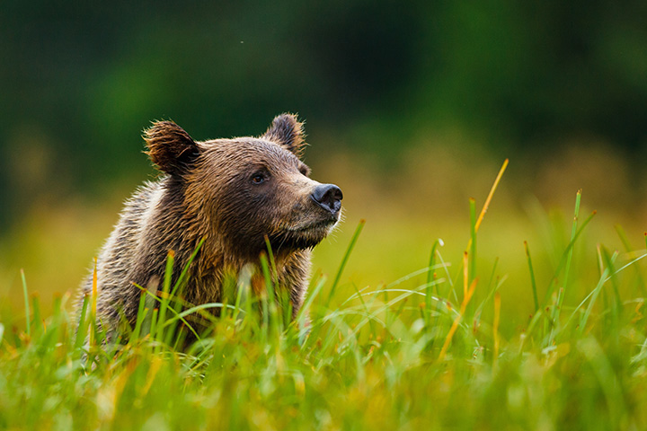 a beautiful bear stands in a grassy field