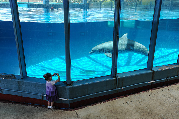a child photographs a dolphin swimming in a bare tank