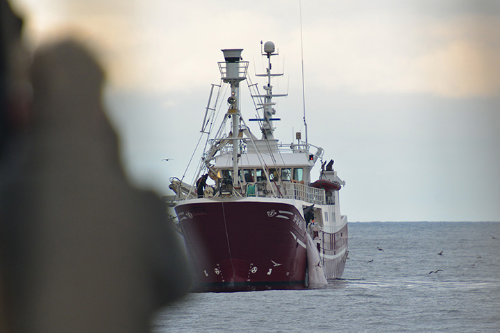a dead whale hangs from a whaling vessel