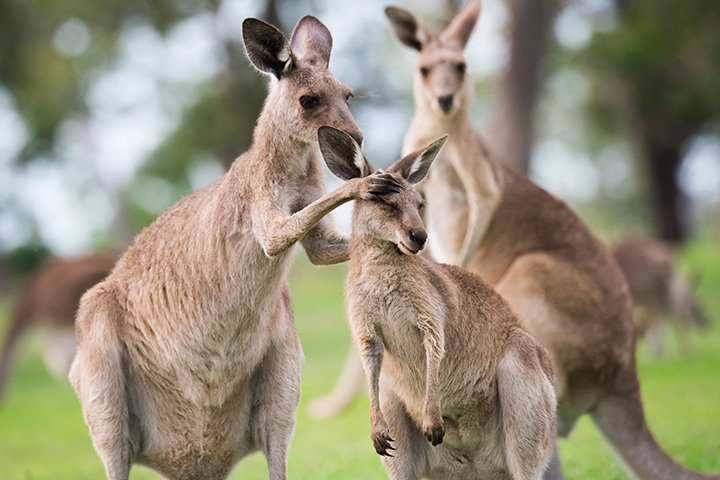 an adult kangaroo interacts with a younger kangaroo