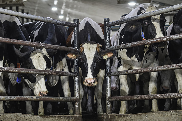 several cows in a factory farm