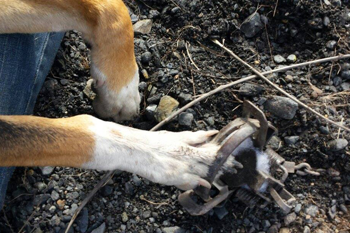 a dog's foot caught in a trap