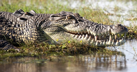 a close up image of a crocodile's head and large teeth