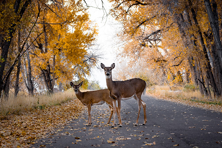 two deer stand in a roadway and look toward camera