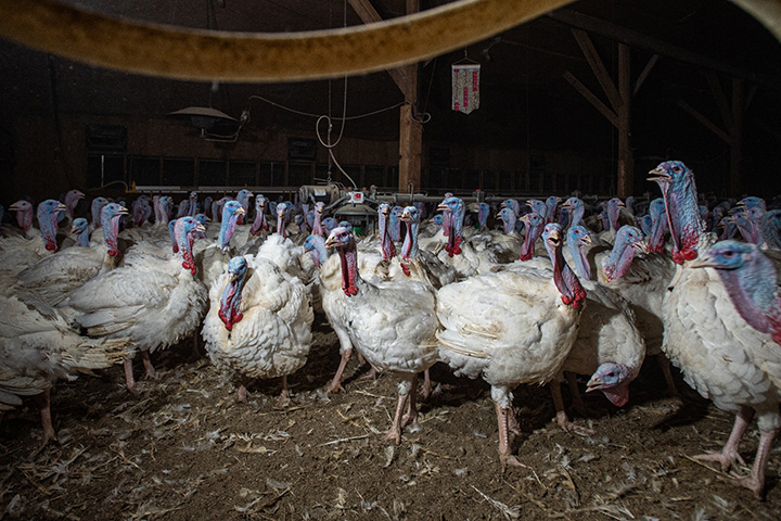 a group of turkeys clustered in a dark barn