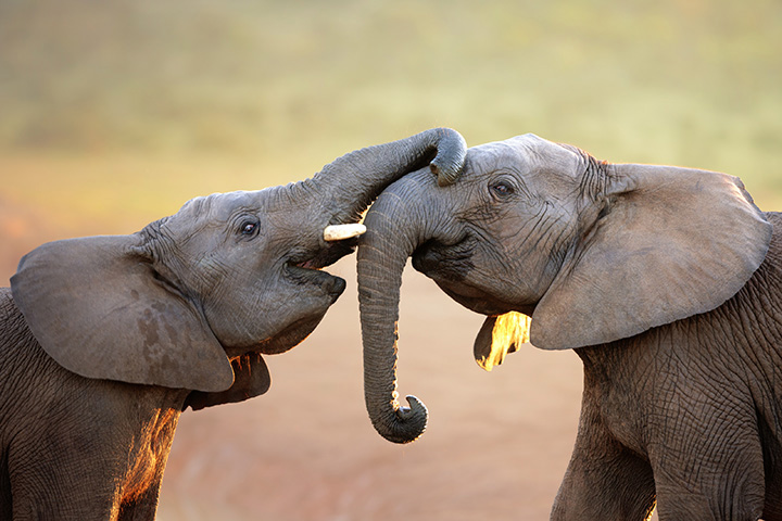 two baby elephants feel each other with their trunks