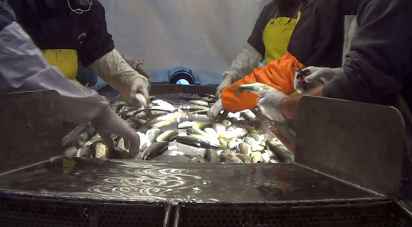 An undercover investigation of an industrial Atlantic salmon farm by Animal Outlook revealed a number of serious welfare issues. These included extreme crowding in otherwise barren tanks, high mortality, fish with genetic deformities and open sores caused by fungal infections, fish being left to suffocate in buckets, ineffective anesthetization for vaccinations and fin clipping, and workers using particularly rough handling methods such as tossing live fish, stomping on them, and slamming them into concrete.