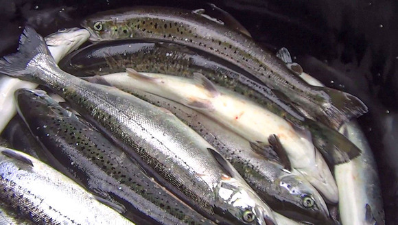 An undercover investigation of an industrial Atlantic salmon farm by Animal Outlook revealed a number of serious welfare issues. These included extreme crowding in otherwise barren tanks, high mortality, fish with genetic deformities and open sores caused by fungal infections, fish being left to suffocate in buckets, ineffective anesthetization for vaccinations and fin clipping, and workers using particularly rough handling methods such as tossing live fish, stomping on them, and slamming them into concrete.