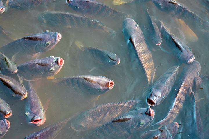 several fish gape at the water's surface