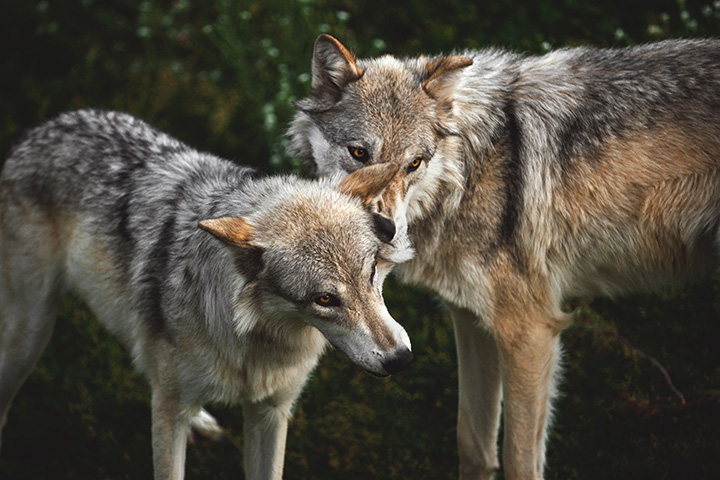 a pair of gray wolves stand together
