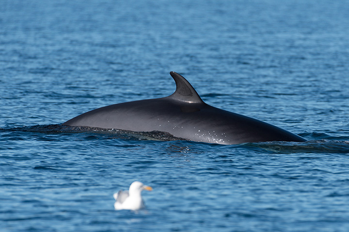 a whale's fin breaks through the ocean's surface