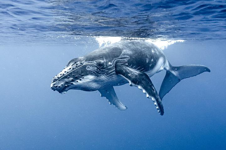 a whale swims near the ocean's surface