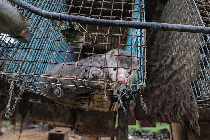 two mink look into camera from a dirty cage