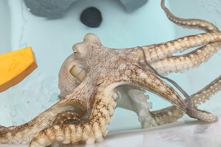 a tan octopus in a bare tank