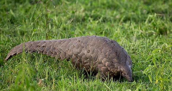 a pangolin walks in a grassy field