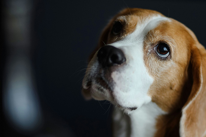 beagle face