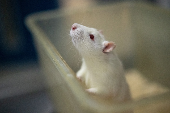 a white rat peeks out of their enclosure