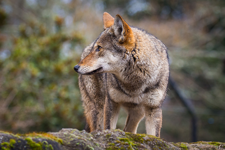 Red wolf in woods, looking into distance
