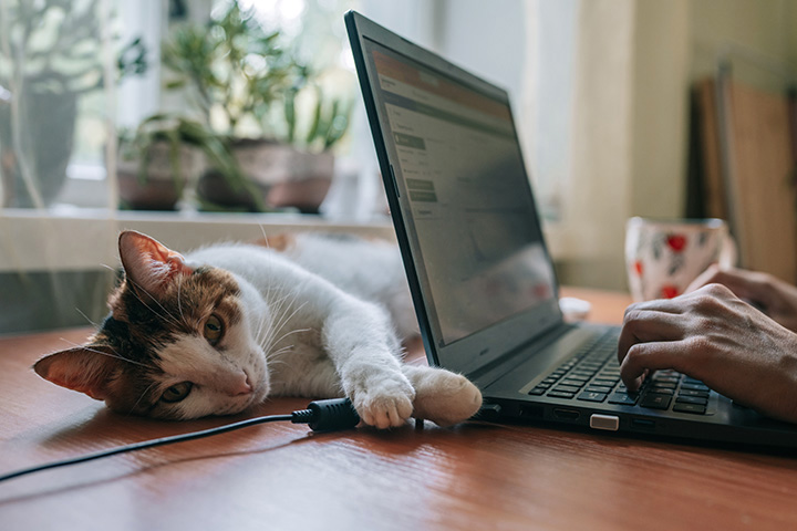 cat playing with laptop cable