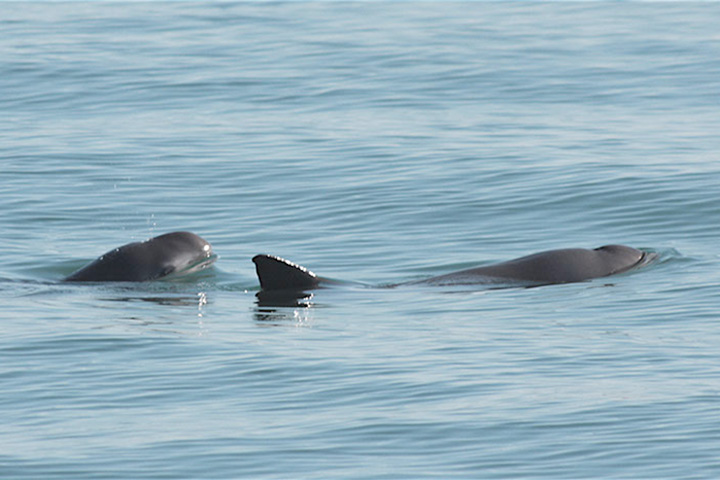 a pair of vaquita surface