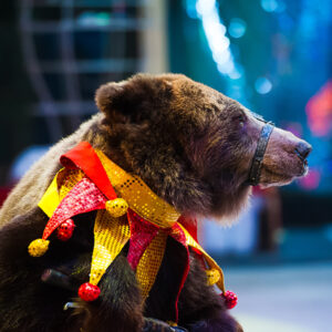 Bear in clown collar at circus
