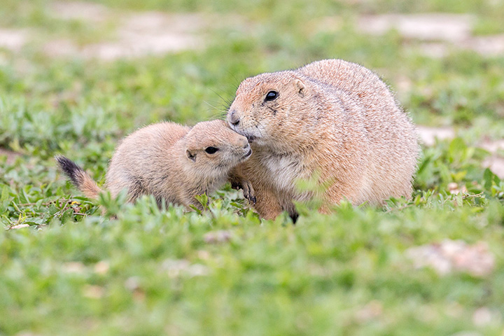 a mother and baby prairie dog interacting