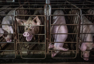 separately confined pigs showing signs of distress